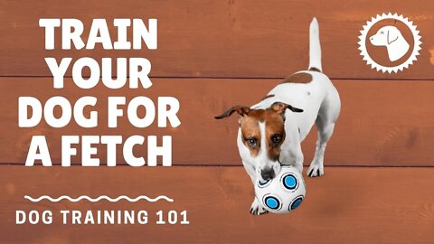 How To Teach A Dog To Fetch | DOG TRAINING 🐶 #BrooklynsCorner