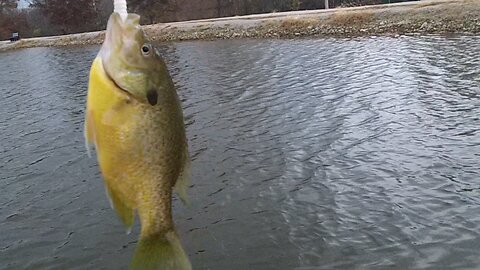 More fishing action at the local park