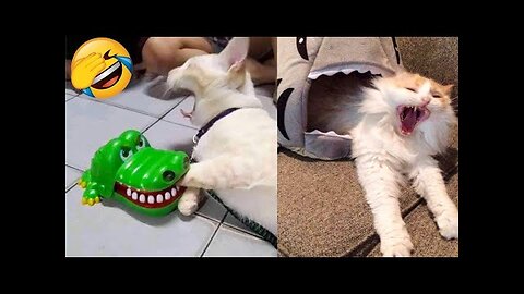 Hour of Funniest Animals 2023 - Funniest Cats and Dogs