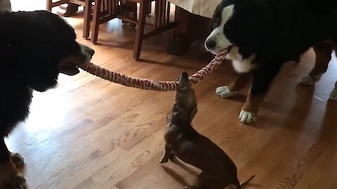Tiny puppy wins tug-of-war against giant Bernese Mountain dogs