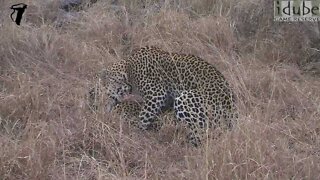 WILDlife: Pairing Leopards In The Grass