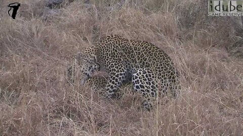WILDlife: Pairing Leopards In The Grass