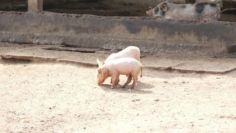 Close shot of two piglets, View of baby pigs walking around