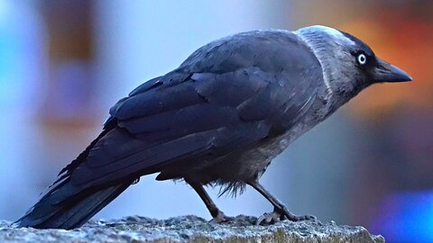 Bright Lights, Big City and a Jackdaw