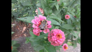 Cheerful Afternoon Zinnia Sept 2022