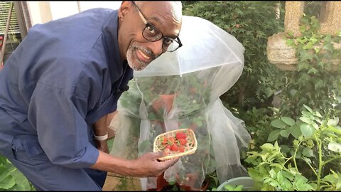 Strawberry & Green Bean Harvest