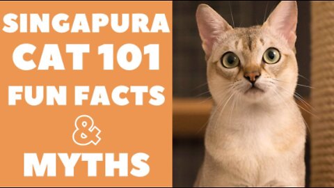 The Facts and Myths of the Singapura Cats 👌😺