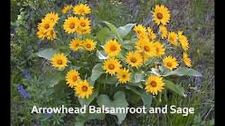 PFTTOT Part 153 Benefits of Arrowhead Balsamroot and Sage