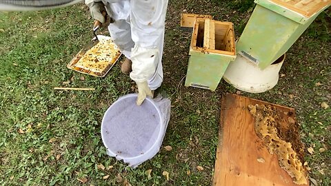 2.5 gallons of HD bees going into brood to make a queen.