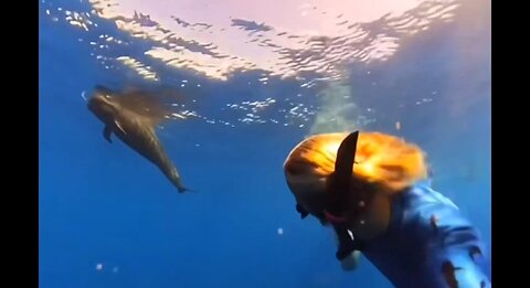 Being chased by a SPERM WHALE 🤩🐋