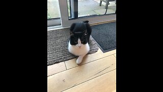 Cat decides to roll on a spot