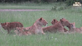 Enkoyonai Lion Pride Regroup | Maasai Mara Lions | Zebra Plains