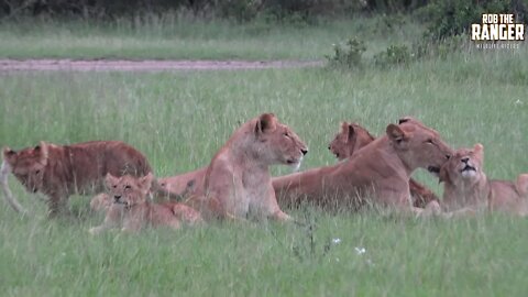 Enkoyonai Lion Pride Regroup | Maasai Mara Lions | Zebra Plains