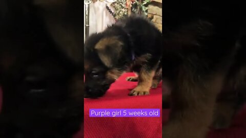 Purple girl 5 weeks old