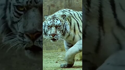 Angry tigers 💥💥💥 #shorts #tigers #lion #tigershorts