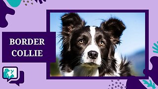 BORDER COLLIE: TUDO SOBRE A RAÇA