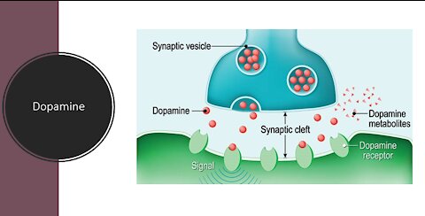 Dopamine - Know your neurotransmitter - Holistic healing