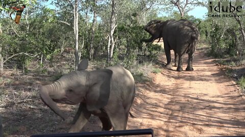 Elephant Calf Tries To Scare Vehicle