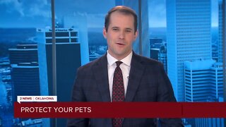 Keeping your pets safe in ice, snow