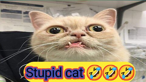 I'm a Stupid Cat!