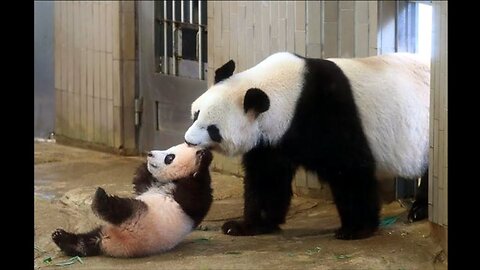 Cute Animals - Cute Baby Panda Videos Compilation
