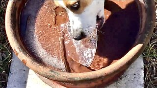 Miss Stella Enjoys Delicious Crunchy Florida Winter Ice😋