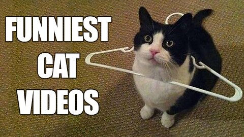 Funny Cats Memes Compilation - 2023