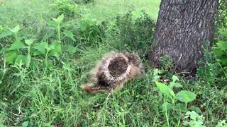 Wildlife ● Drunk Porcupine Falls Out Of Texas Tree