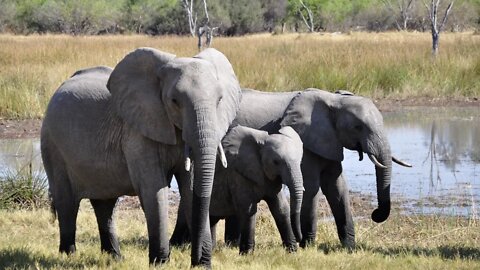 Elephant - scenic relaxation film with calming music