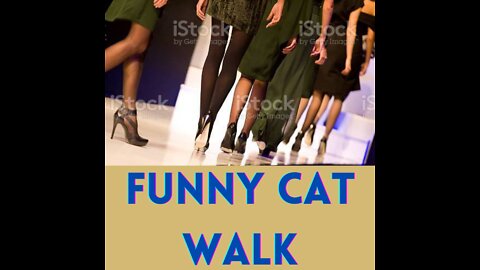 Funny Cat Walk