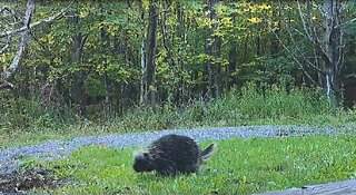 Big porcupine