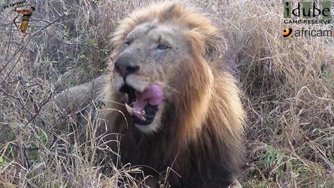 Male Lions Feed On A Young Buffalo In The Rain