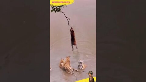 😱 🐒 🍌 🐆 Monkey versus Tigers #Shorts