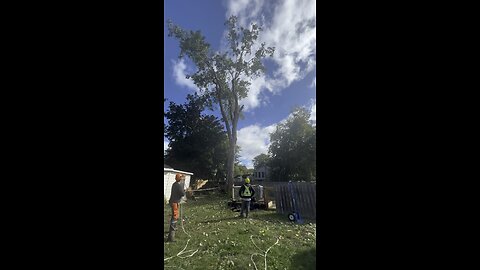 HUGE TREE REMOVAL!!!!!!