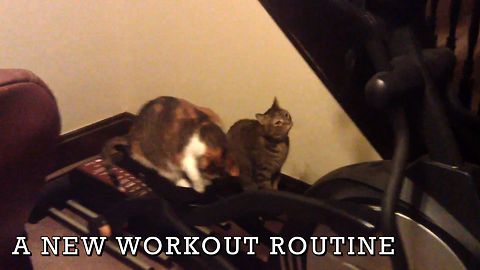 7 Cats Who Don't Care About Your New Year's Resolutions