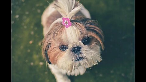 Epic Dog Barking Compilation: Unleash the Canine Concert