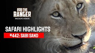 Safari Highlights #442: 27 - 30 October 2016 | Sabi Sand Wildtuin | Latest Wildlife Sightings