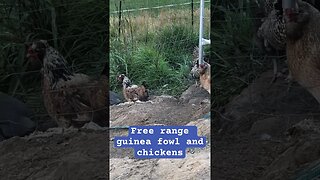 Free range guinea fowl and chickens can’t figure out how to get into yard 😳