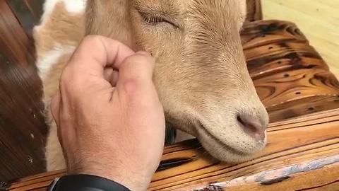 Mini goat can't get enough scratches from human