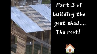 The goat shed roof