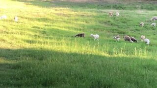 Peacefully Grazing - Dorper Cross Meat Sheep