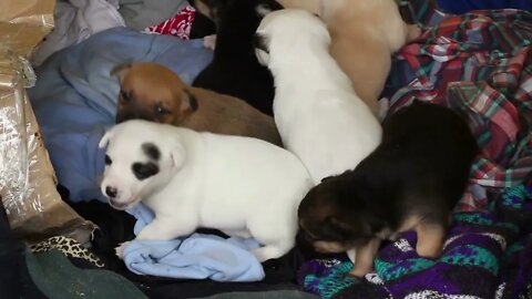 homeless puppies climb in the mud