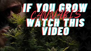 Should You Train Cannabis?