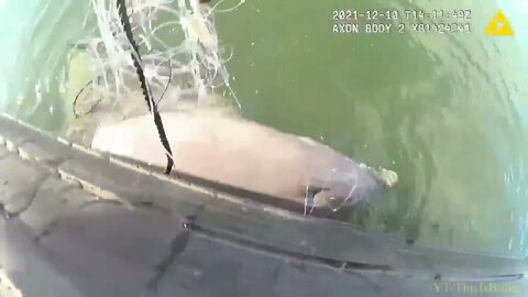 Body Cam Footage Shows The Moment A Miami Dade Marine Officer Saving A Trapped Dolphin