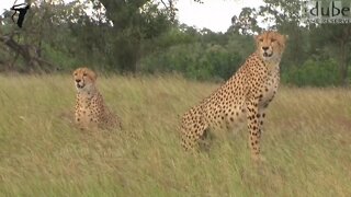 Elegant Cheetah