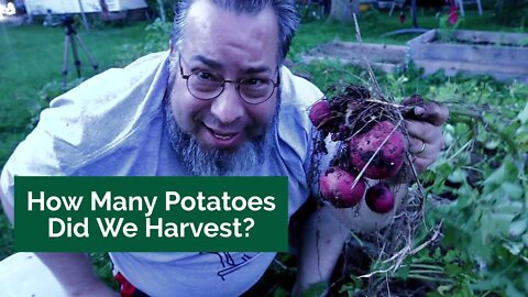 How Many Potatoes Did We Harvest? | Small Family Adventures