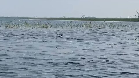 large waterbirds at Nalsarovar lake