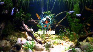 Release Your Stress with Beautiful Planted Aquarium and Lofi!