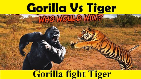 Gorilla vs Tiger Fight. Tiger Vs Gorilla. (Tutorial Video )