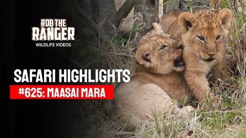 Safari Highlights #625: 1st September 2021 | Maasai Mara/Zebra Plains | Latest Wildlife Sightings